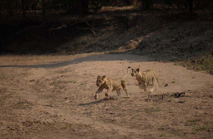 Kulandila Camp Luxury Family Safaris Zambia Coral Tree Travel