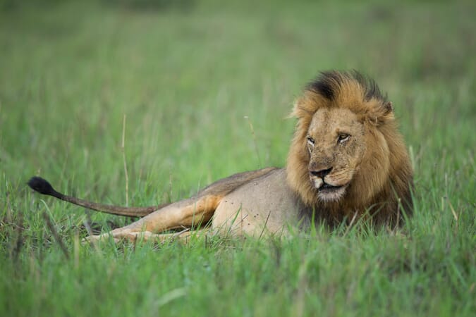 Ila Safari Lodge Luxury Family Safaris Zambia Coral Tree Travel