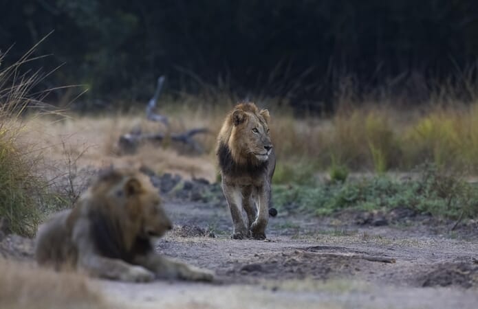 Kulandila Camp Luxury Family Safaris Zambia Coral Tree Travel