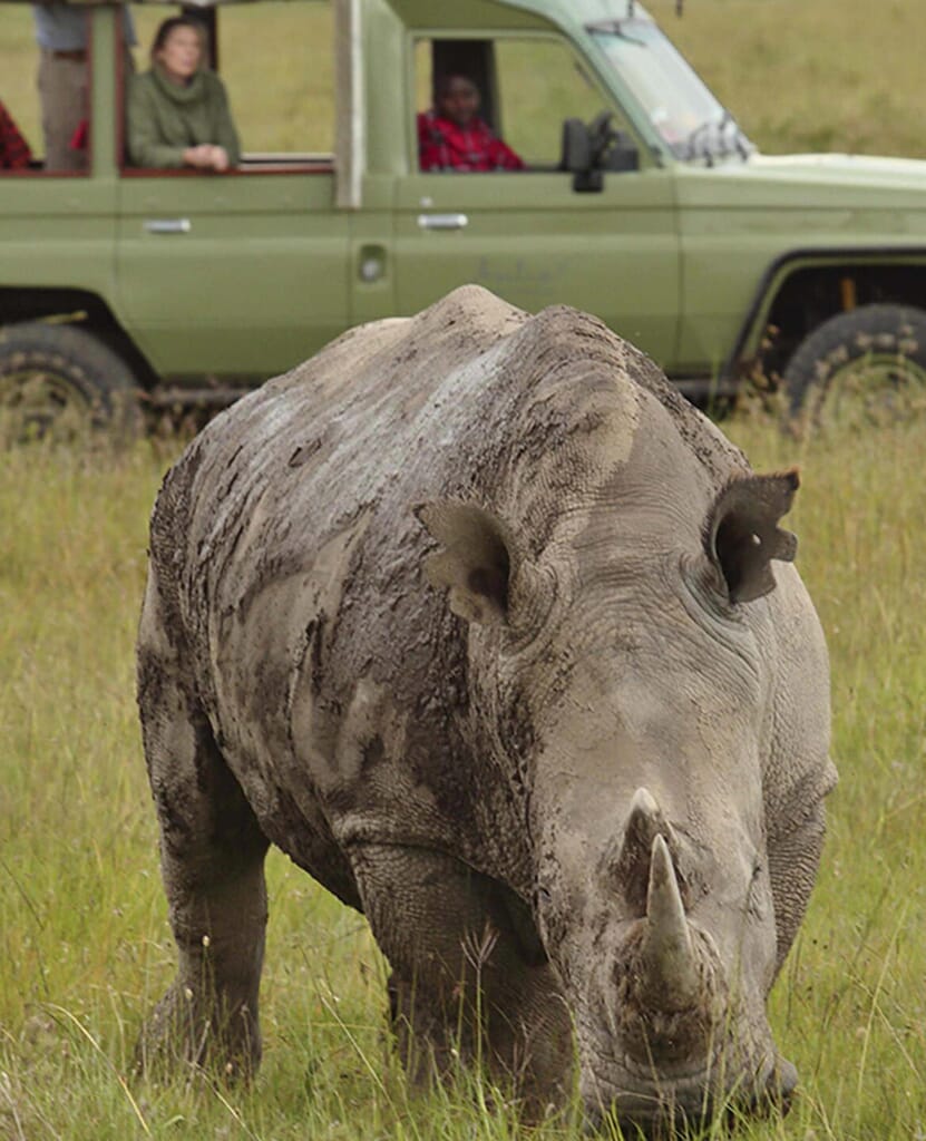 Ol Pejeta Bush Camp Lewa and Laikipia Luxury Family Safaris Kenya Coral Tree Travel