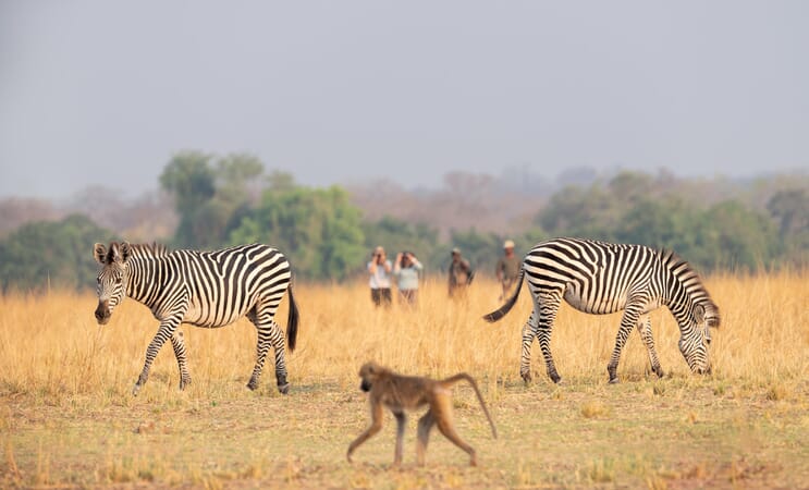 Puku Ridge Camp Luxury Family Safaris Zambia Coral Tree Travel