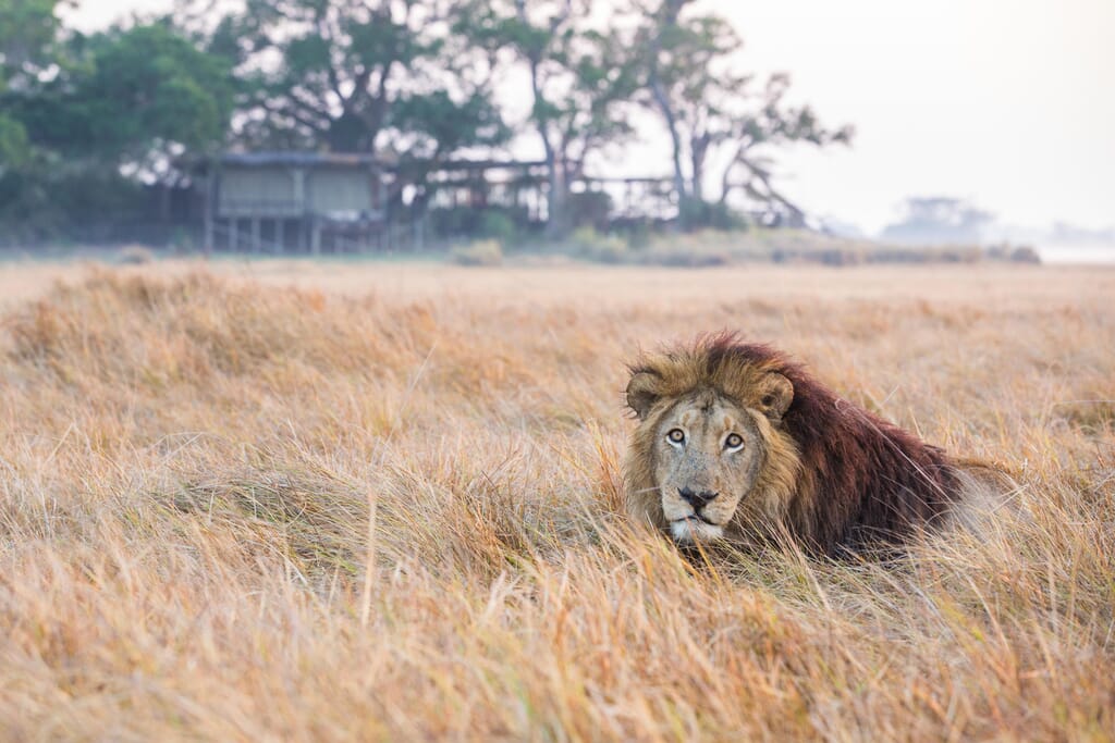 Shumba Camp Luxury Family Safaris Zambia Coral Tree Travel