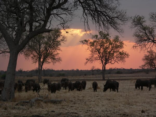 Island Bush Camp Luxury Family Safaris Zambia Coral Tree Travel