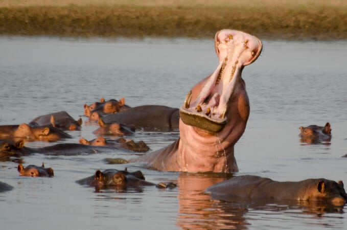 Island Bush Camp Luxury Family Safaris Zambia Coral Tree Travel