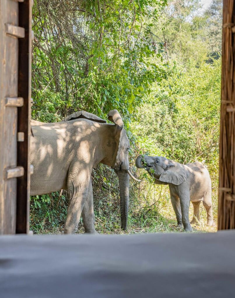 Time + Tide Chinzombo Luxury Family Safaris Zambia Coral Tree Travel