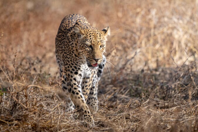 Time + Tide Mchenja Luxury Family Safaris Zambia Coral Tree Travel