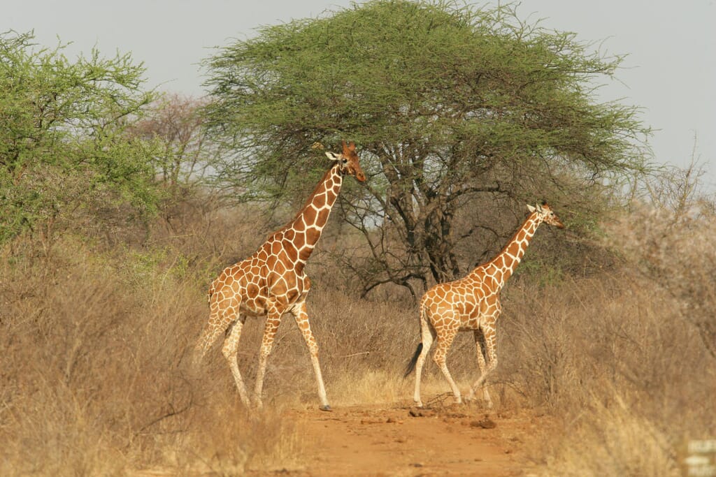 Elsa's Kopje Meru National Park Luxury Family Safaris Kenya Coral Tree Travel