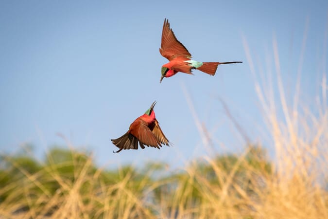Kaingo Camp Luxury Family Safaris Zambia Coral Tree Travel