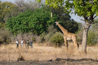 Lion Camp Luxury Family Safaris Zambia Coral Tree Travel