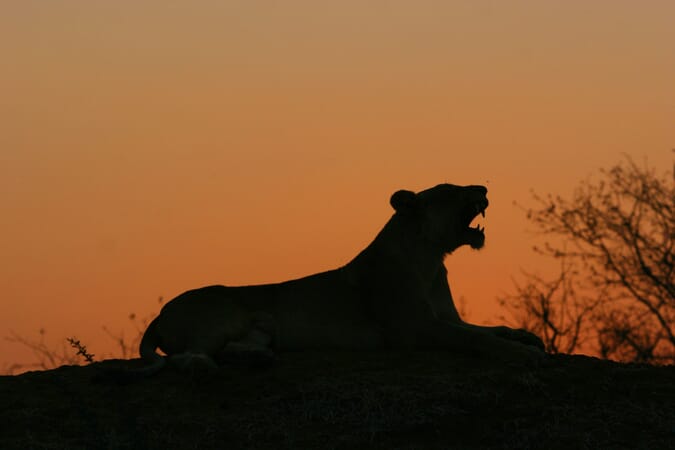 Potato Bush Camp Luxury Family Safaris Zambia Coral Tree Travel