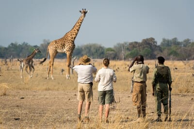 Luangwa Safari House Luxury Family Safaris Zambia Coral Tree Travel