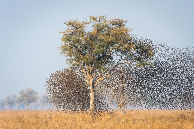 Tena Tena Camp Luxury Family Safaris Zambia Coral Tree Travel