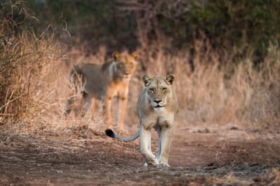 Tena Tena Camp Luxury Family Safaris Zambia Coral Tree Travel