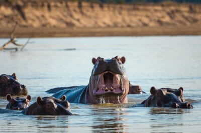 Robin's House Luxury Family Safaris Zambia Coral Tree Travel