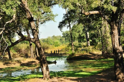 Lion Camp Luxury Family Safaris Zambia Coral Tree Travel
