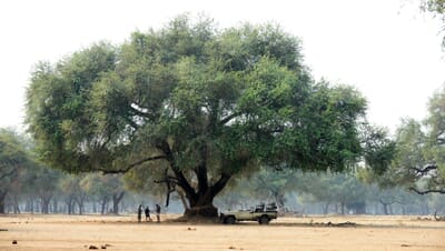 Sausage Tree Camp Luxury Family Safaris Zambia Coral Tree Travel