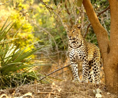 Sausage Tree Camp Luxury Family Safaris Zambia Coral Tree Travel