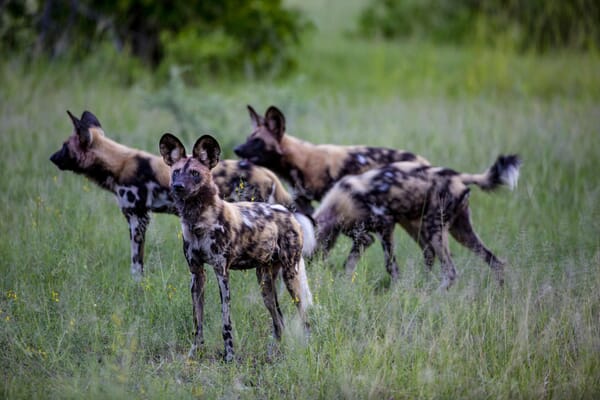 Little Sable Okavango Delta Luxury Family Safaris Botswana Coral Tree Travel