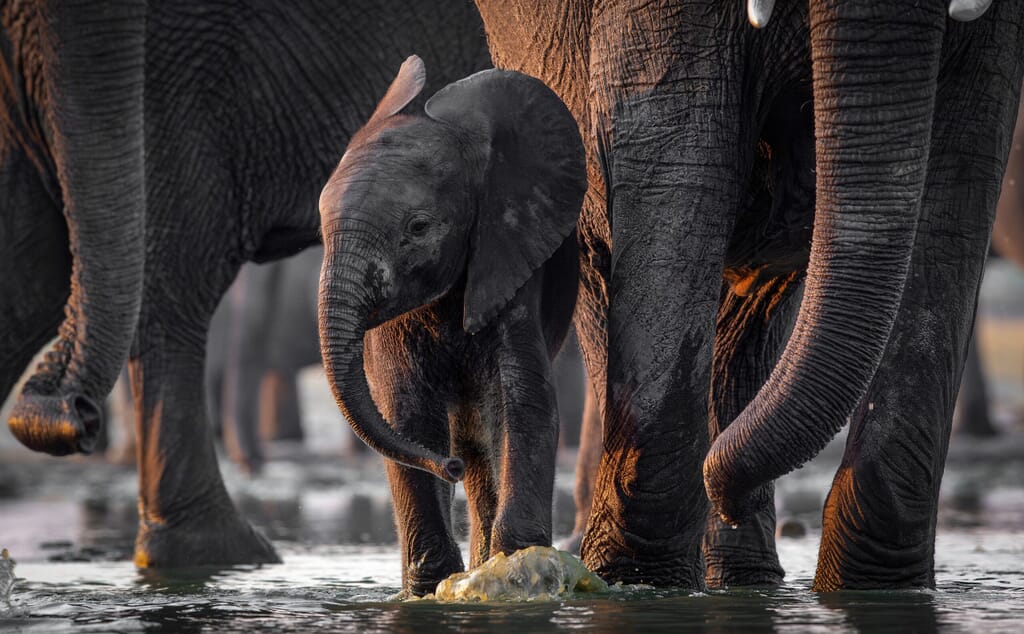 Wilderness Little Makalolo Hwange National Park Luxury Family Safaris Zimbabwe