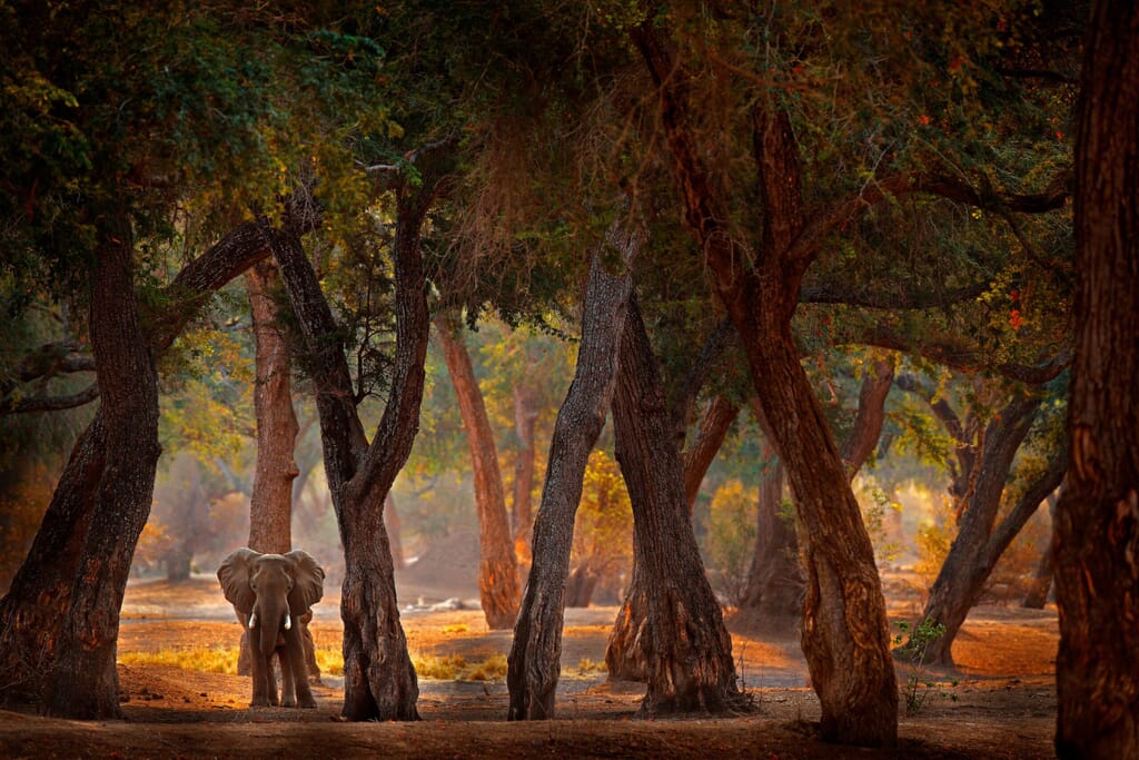 Luxury Family Safaris Mana Pools Zimbabwe