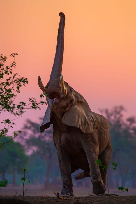 Luxury Family Safaris Mana Pools Zimbabwe