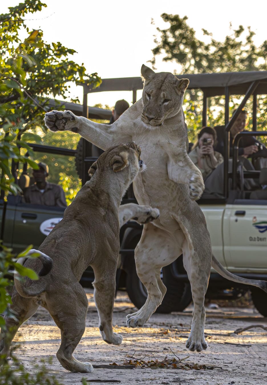 Old Drift Lodge Victoria Falls Luxury Family Safaris Zimbabwe Coral Tree Travel