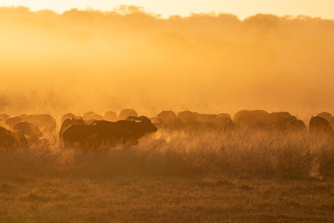 Sable Valley Hwange National Park Luxury Family Safaris Zimbabwe Coral Tree Travel