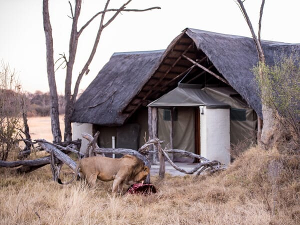 The Hide Hwange National Park Luxury Family Safaris Zimbabwe Coral Tree Travel