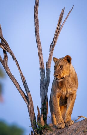Wilderness Little Makalolo Hwange National Park Luxury Family Safaris Zimbabwe