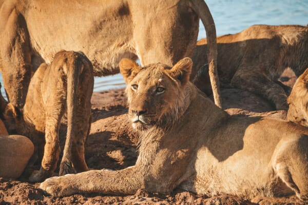 Lake Kariba Luxury Family Safaris Zimbabwe
