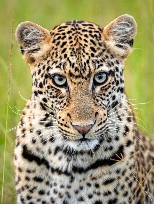 Wilderness Magashi Akagera National Park Luxury Family Safari Coral Tree Travel