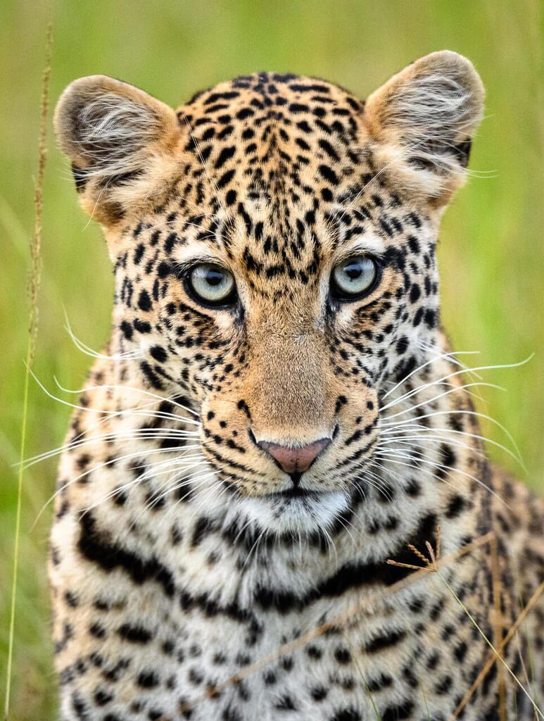 Wilderness Magashi Akagera National Park Luxury Family Safari Coral Tree Travel