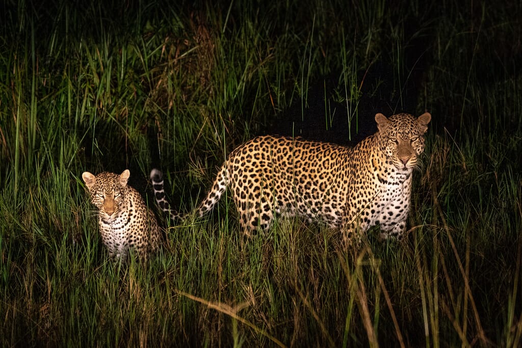 Wilderness Magashi Akagera National Park Luxury Family Safaris Rwanda Coral Tree Travel
