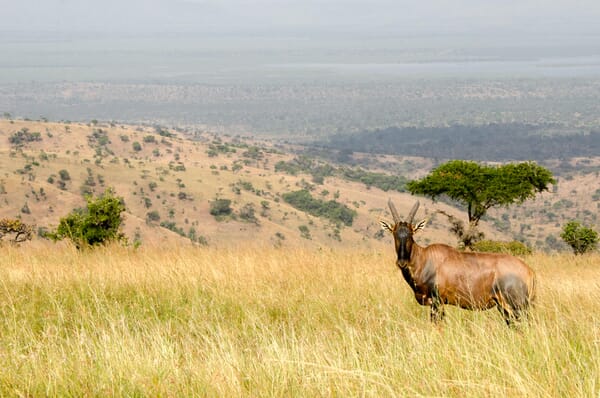 Wilderness Magashi Akagera National Park Luxury Family Safari Coral Tree Travel
