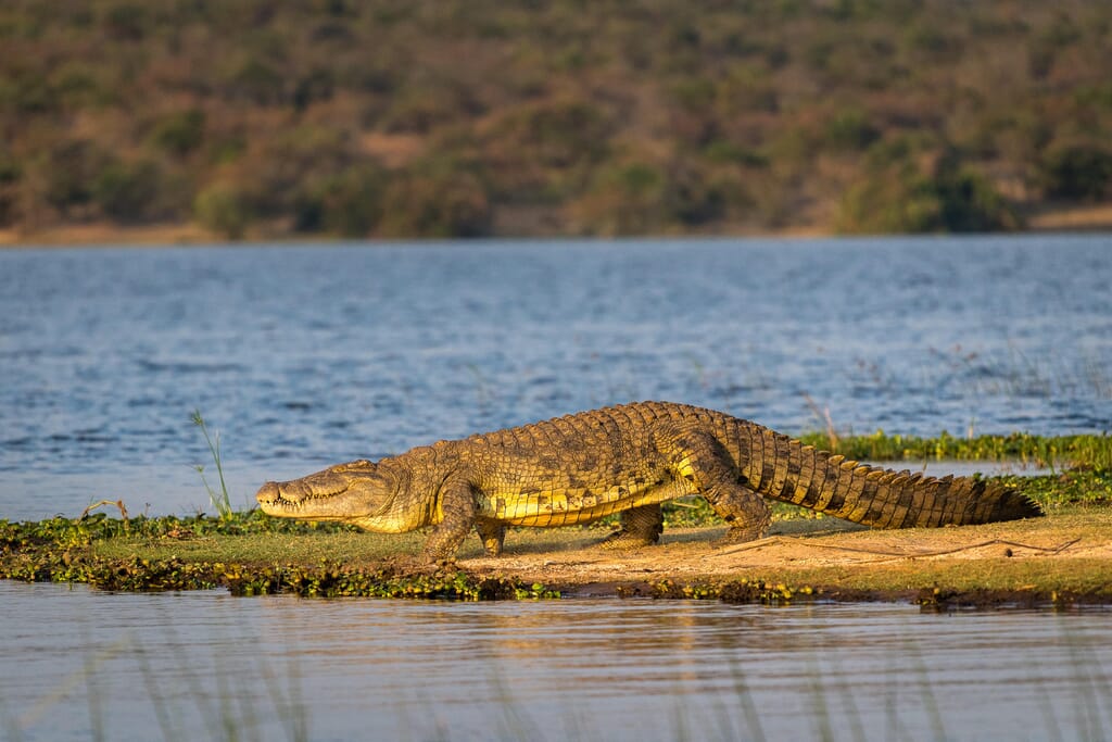 Wilderness Magashi Akagera National Park Luxury Family Safari Coral Tree Travel