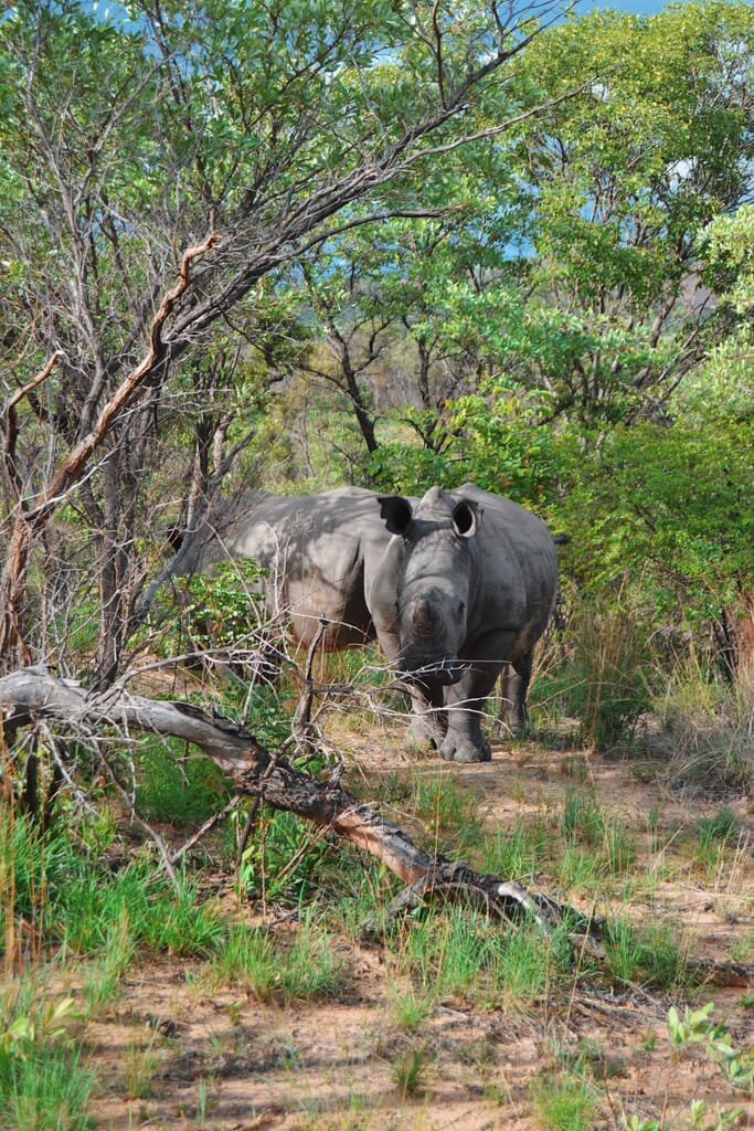 Matobo National Park Luxury Family Safaris Zimbabwe