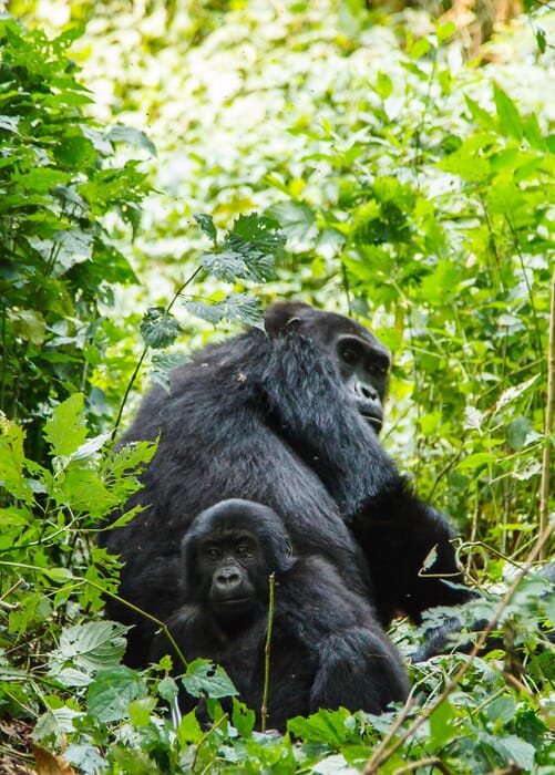 Singita Kwitonda Lodge Volcanoes National Park Luxury Family Safaris Rwanda Coral Tree Travel