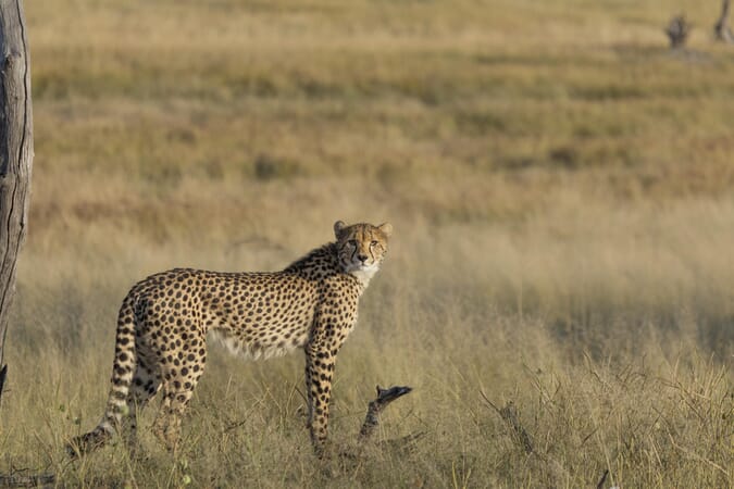 Somalisa Acacia Hwange National Park Luxury Family Safaris Zimbabwe Coral Tree Travel