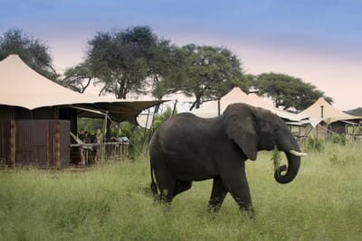 Somalisa Acacia Hwange National Park Luxury Family Safaris Zimbabwe Coral Tree Travel