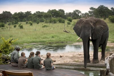 Somalisa Acacia Hwange National Park Luxury Family Safaris Zimbabwe Coral Tree Travel