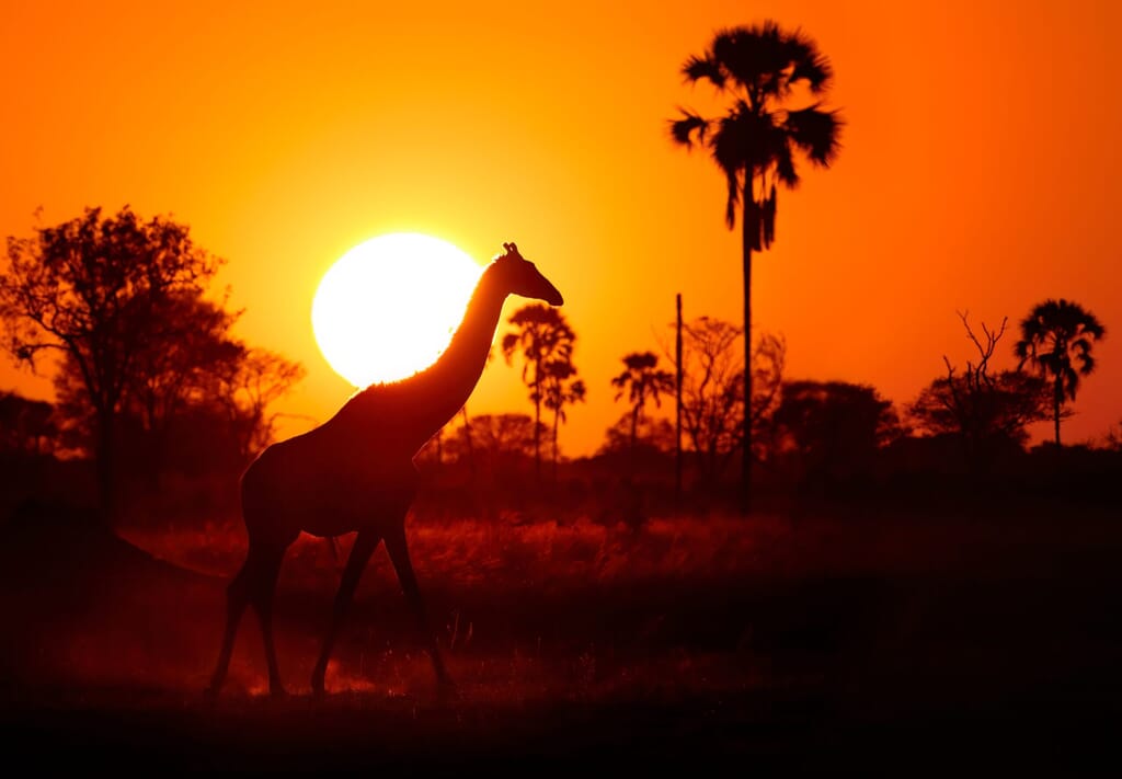 Wilderness Little Makalolo Hwange National Park Luxury Family Safaris Zimbabwe