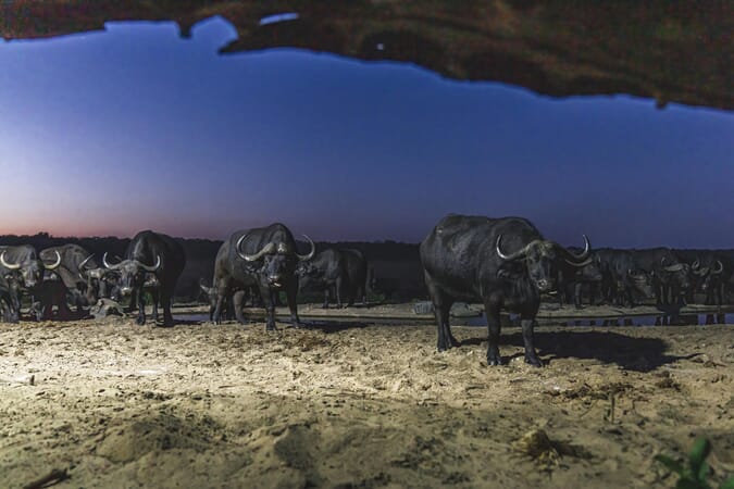 Sable Valley Hwange National Park Luxury Family Safaris Zimbabwe Coral Tree Travel