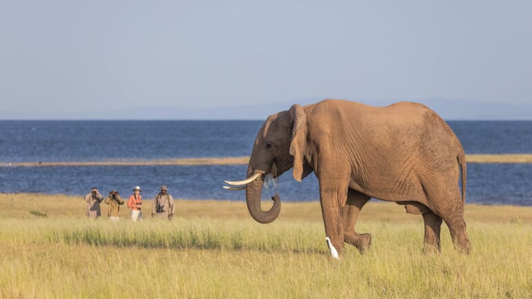 Fothergill Island Lake Kariba and Matusadona National Park Luxury Family Safaris Zimbabwe Coral Tree Travel