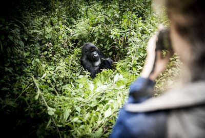 Wilderness Bisate Volcanoes National Park Luxury Family Safaris Rwanda Coral Tree Travel