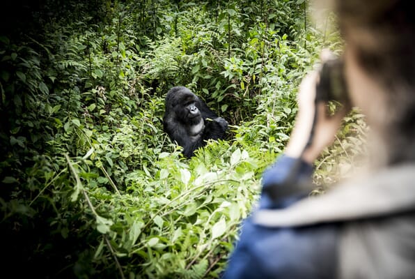 Wilderness Bisate Volcanoes National Park Luxury Family Safaris Rwanda Coral Tree Travel