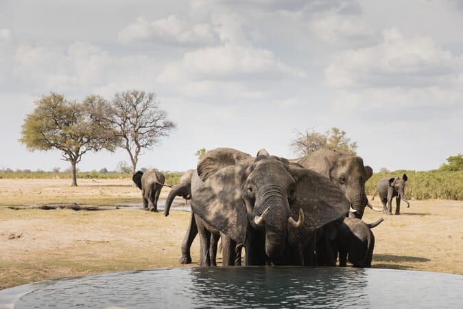 Little Makalolo Hwange National Park Luxury Family Safaris Zimbabwe Coral Tree Travel