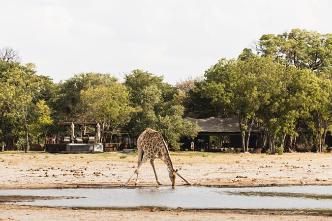 Little Makalolo Hwange National Park Luxury Family Safaris Zimbabwe Coral Tree Travel