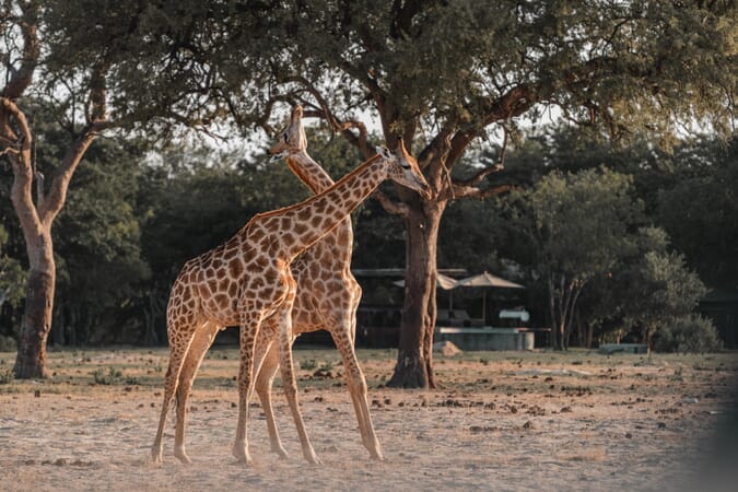 Little Makalolo Hwange National Park Luxury Family Safaris Zimbabwe Coral Tree Travel