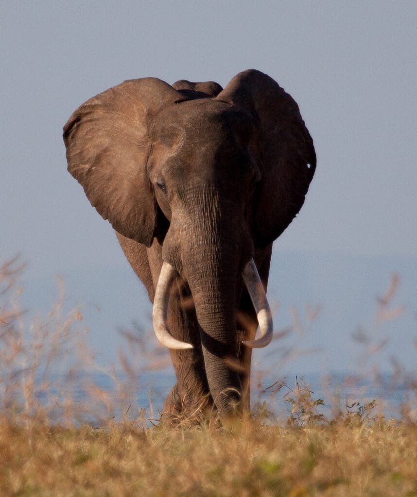 Musango Safari Camp Lake Kariba Luxury Family Safaris Zimbabwe Coral Tree Travel