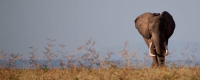 Musango Safari Camp Lake Kariba Luxury Family Safaris Zimbabwe Coral Tree Travel